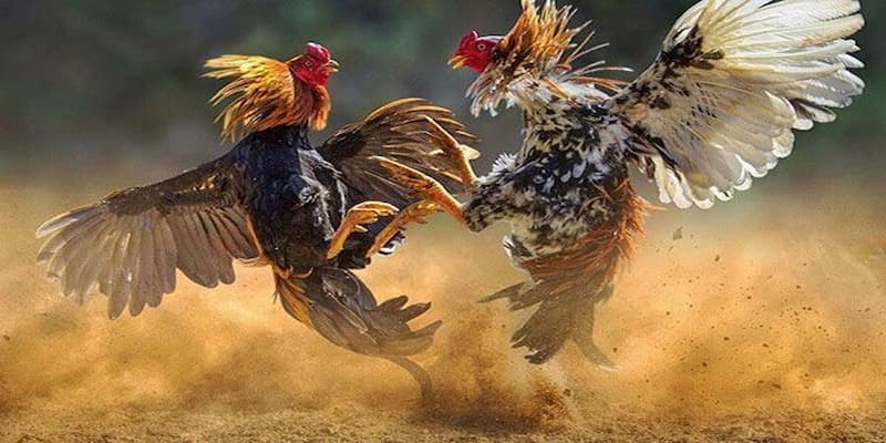 Các Chiến Lược Cược Trong Trường Gà Savan