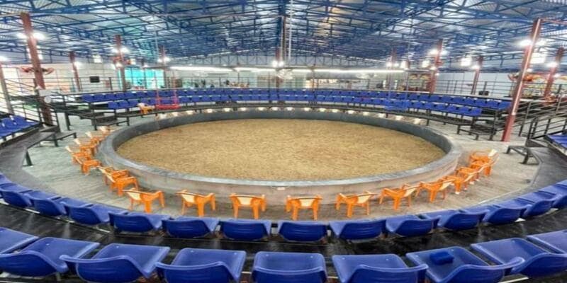 Những Lý Do Nên Tham Gia Trường Gà Savan Tại Net88